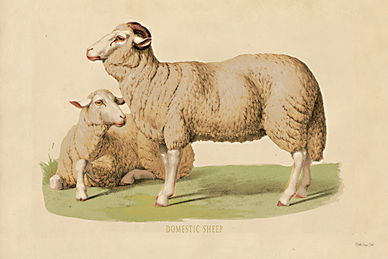 Stellar Design Studio SDS531 - SDS531 - Domestic Sheep - 18x12 Sheep, Farm, Portrait from Penny Lane