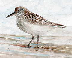 SDS560 - Sanibel Piper 1   - 16x12