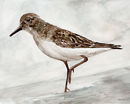 Stellar Design Studio SDS562 - SDS562 - Sanibel Piper 3   - 16x12 Sanibel Sandpiper, Sandpiper, Bird, Coastal, Beach from Penny Lane