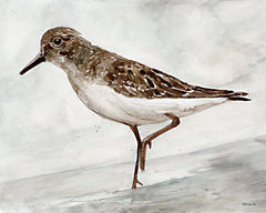 SDS562 - Sanibel Piper 3   - 16x12