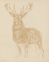 SDS858 - Buck Sketch - 12x16