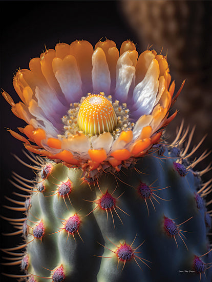 Seven Trees Design ST1046 - ST1046 - Cactus Garden II - 12x16 Photography, Cactus, Flowering Cactus, Orange from Penny Lane