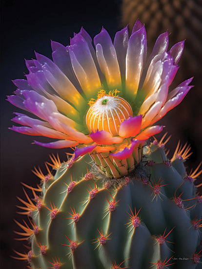 Seven Trees Design ST1047 - ST1047 - Cactus Garden III - 12x16 Photography, Cactus, Flowering Cactus, Purple from Penny Lane