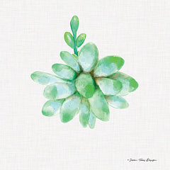 ST162 - Succulent Trio III