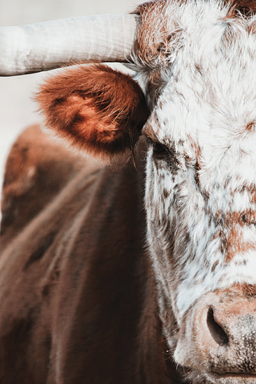 White Ladder WL170 - WL170 - Red and White Bull - 12x18 Bull, Photography, Farm Animal from Penny Lane