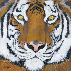 BHAR464 - Tiger Gaze - 12x12