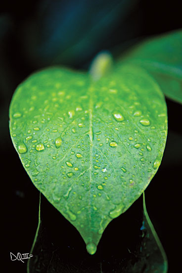 Donnie Quillen DQ143 - Green Leaf Green Leaf, Rain, Weather from Penny Lane