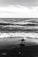 DQ153 - Seagull I    - 12x18