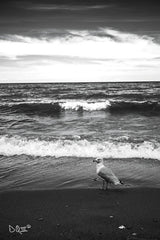 DQ154 - Seagull II    - 12x18