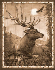 ED365 - Elk