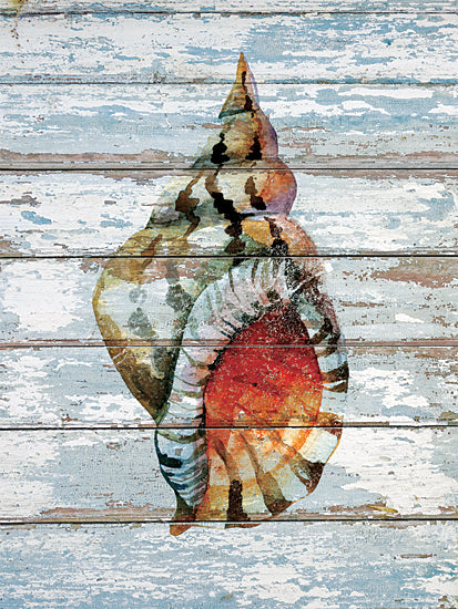 JG Studios JGS120 - JGS120 - Seashell II - 12x16 Seashell, Conch Shell, Peeling Paint, Nautical from Penny Lane