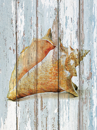 JG Studios JGS121 - JGS121 - Seashell III - 12x16 Seashell, Conch Shell, Peeling Paint, Nautical from Penny Lane