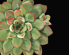 JGS195 - Succulent Elegans II - 16x12