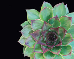 JGS196 - Succulent Elegans III - 16x12