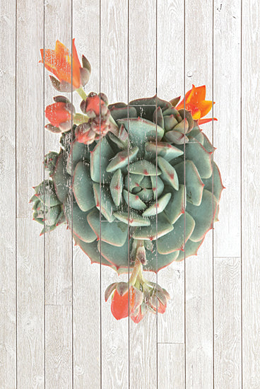 JG Studios JGS199 - JGS199 - Succulent Bouquet II - 18x12 Succulents, Cactus, Southwestern, Bouquet from Penny Lane