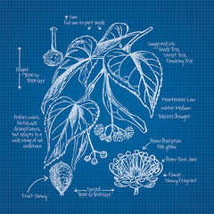 JGS239 - Blueprint Florals II - 12x12