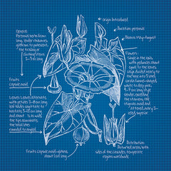 JGS240 - Blueprint Florals III - 12x12