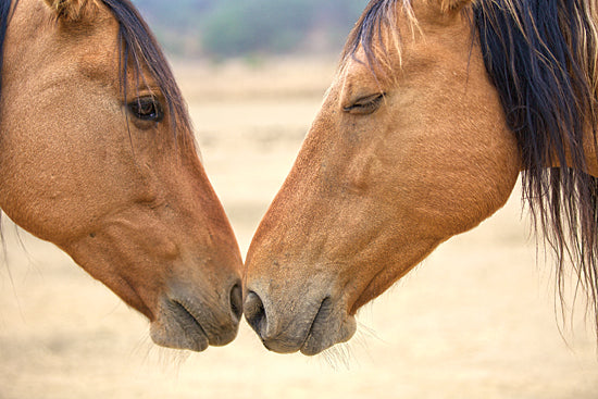 JG Studios JGS266 - JGS266 - Best Friends - 18x12 Best Friends, Photography, Horses from Penny Lane