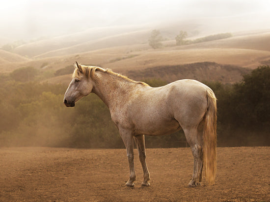 JG Studios JGS267 - JGS267 - Morning Mist - 16x12 Photography, Horse, Portrait, Morning Mist from Penny Lane