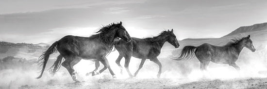 JG Studios JGS296 - JGS296 - Rolling By - 18x6 Photography, Horses, Black & White from Penny Lane