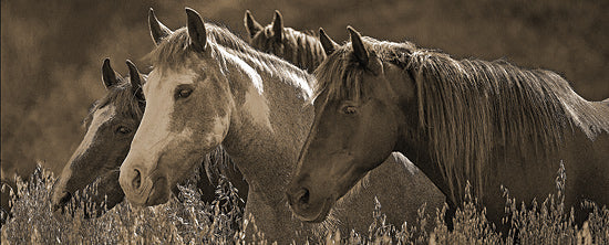 JG Studios JGS297 - JGS297 - Horses in Gold - 20x8 Photography, Horses, Sepia from Penny Lane