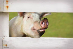 LD1224GP - Pig at Fence