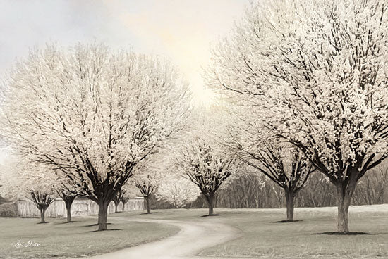 Lori Deiter LD1365 - In Full Bloom Trees, Flowering Trees, Path, Park from Penny Lane