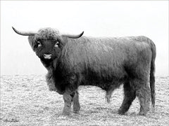 LD1634 - Scotty the Bull - 16x12