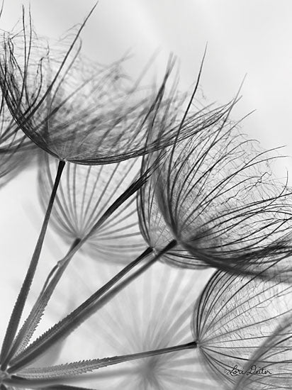 Lori Deiter LD1715GP - Goatsbeard II Goatbeard, Plant, Flowers, Botanical, Photography from Penny Lane