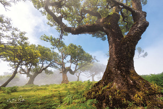 Martin Podt MPP457 - In the Clouds  - 18x12 Trees, Forest, Foggy, Photography from Penny Lane