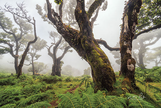 Martin Podt MPP460 - In the Ferns - 18x12 Trees, Forest, Ferns, Botanical from Penny Lane