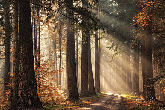 Martin Podt MPP511 - Fresh Autumn Light - 18x12 Autumn Light, Autumn, Trees, Forest, Path, Landscape from Penny Lane