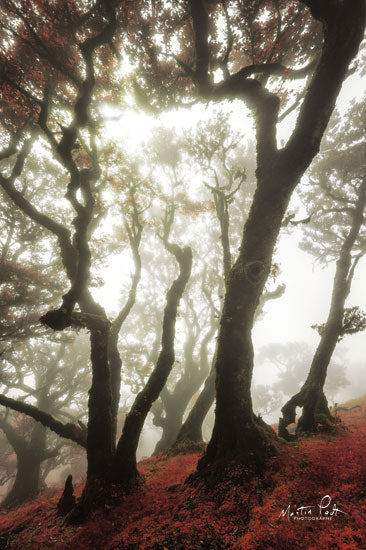 Martin Podt MPP528 - Red Dreams - 12x18 Trees, Forest, Autumn, Red Leaves, Foggy from Penny Lane