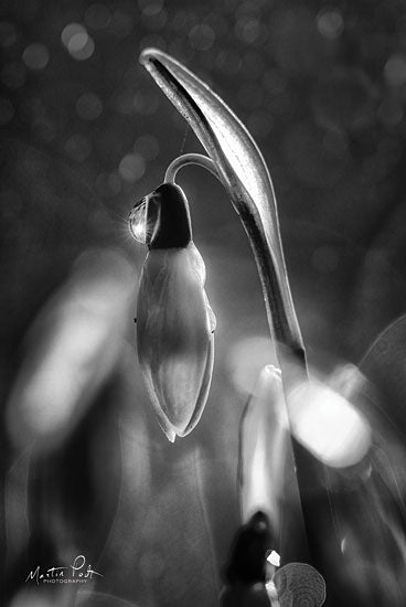Martin Podt MPP548 - MPP548 - Snowdrops in Black & White - 12x18 Photography, Flowers, Snowdrops, Black & White from Penny Lane