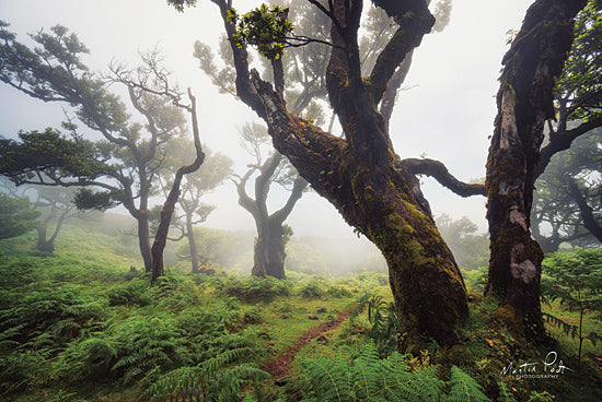 Martin Podt MPP572 - MPP572 - Perfect Quietness - 18x12 Trees, Landscape, Photography from Penny Lane