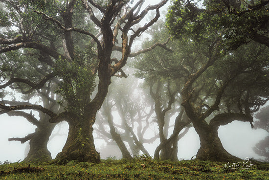 Martin Podt MPP573 - MPP573 - Like a Fairy Tale - 18x12 Trees, Landscape, Photography from Penny Lane