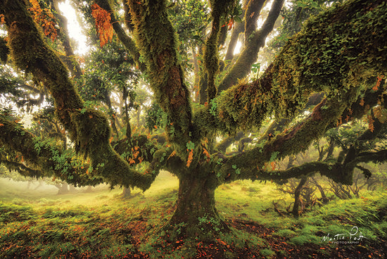 Martin Podt MPP574 - MPP574 - Octopus - 18x12 Trees, Landscape, Photography from Penny Lane